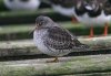 Purple Sandpiper at Southend Pier (Steve Arlow) (59611 bytes)